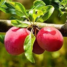 Cherry Plum Fruit Seeds for Planting – Heirloom Non-GMO High Germination Organic Garden Seeds for Sweet Juicy Fruits