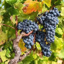 Cabernet Sauvignon Grape Bush Plant Seeds for Planting – Heirloom Non-GMO High Germination Organic Garden Seeds for Wine Grapes
