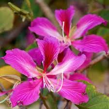 Pink Bauhinia Flower Seeds Heirloom Non-GMO High Germination Organic Garden Seeds for Planting