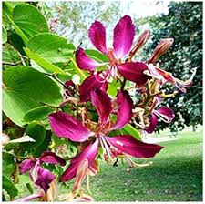 Pink Bauhinia Flower Seeds Heirloom Non-GMO High Germination Organic Garden Seeds for Planting