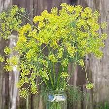 Green Yellow Dill Bouquet Plant Seeds for Planting – Heirloom, Non-GMO