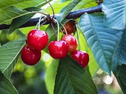 Cherry Seeds Red Heirloom Non-GMO High Germination Organic Garden Seeds for Planting