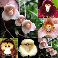 Mixed Orchid Monkey Face Flower Seeds – Heirloom, Non-GMO, High Germination Seeds