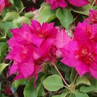 Semillas de flores de buganvilla rosadas para jardinería – Semillas de jardín orgánicas reliquia, no modificadas genéticamente, de alta germinación para plantar