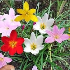 Mixed Zephyranthes Flower Seeds – Heirloom Non-GMO High Germination Organic Garden Seeds