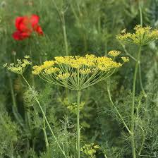 Green Yellow Dill Bouquet Plant Seeds for Planting – Heirloom, Non-GMO