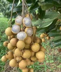 Longan Seeds Brown Heirloom Non-GMO High Germination Organic Garden Seeds for Planting
