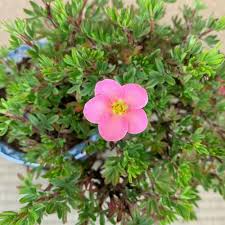 Rosa Fingerkraut Blumensamen – Alte Sorte, gentechnikfrei, hohe Keimfähigkeit, Bio-Gartensamen zum Pflanzen