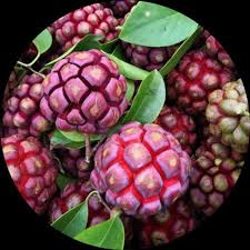 Kadsura Coccinea Fruit Seeds – Heirloom Non-GMO High Germination Organic Garden Seeds for Planting Rare Hardy Climbing Fruit Vine