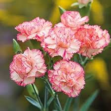 Semillas de flores de clavel Perennialpcs – Semillas de jardín orgánicas, reliquia, sin OMG, de alta germinación para plantar