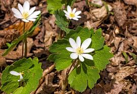 Sanguinaria Canadensis Flower Seeds – Heirloom Non-GMO High Germination Organic Garden Seeds