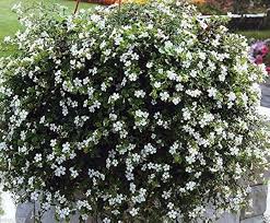 White Bacopa Flowers Seeds – Heirloom, Non-GMO, High Germination Organic Garden Seeds for Planting