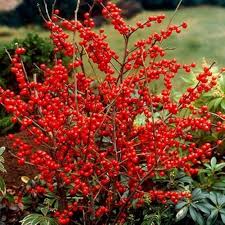 Winterberry Holly Fruit Seeds for Planting – Heirloom Non-GMO High Germination Organic Garden Seeds for Ornamental Berry-Bearing Shrubs