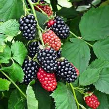 Organic Salmonberry Fruit Seeds for Planting Heirloom Non-GMO High Germination Organic Garden Seeds