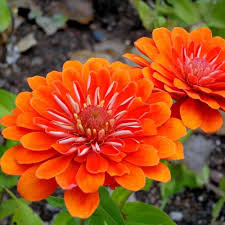 Orange Red Zinnia Flower Seeds for Planting – Heirloom Non-GMO High Germination Organic Garden Seeds