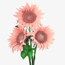 Semillas de Girasol Rosa – Semillas de Jardín Orgánicas, Heirloom, Sin OGM, de Alta Germinación para Sembrar