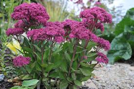 Sedum Purple Flower Seeds for Planting – Heirloom, Non-GMO, High Germination Organic Garden Seeds