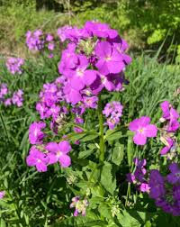 Semillas de Hesperis Matronalis Rosa – De herencia, sin OMG, semillas de alta germinación