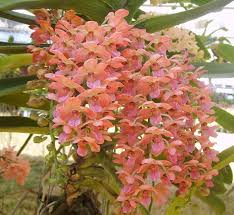 Rhynchostylis Orchids Orange Flower Seeds for Planting – Heirloom Non-GMO High Germination Organic Garden Seeds