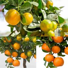 Orangen Calamansi Samen zum Pflanzen – Alte Sorte Gentechnikfrei Hohe Keimfähigkeit Bio Garten Samen