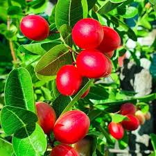 Semillas de Dulcificum, Heirloom Rojo, No Modificadas Genéticamente, Alta Germinación, Semillas Orgánicas de Jardín para Sembrar