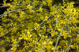 Retama Sphaerocarpa Flower Seeds – Heirloom Non-GMO High Germination Organic Garden