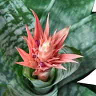 Rosa Bromelienblumensamen – Alte Sorte, gentechnikfrei, hohe Keimrate, Bio-Gartensamen zum Pflanzen