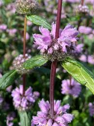 Purple Phlomis Flower Seeds Heirloom Non-GMO High Germination Organic Garden Seeds for Planting