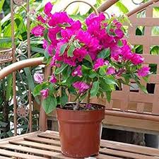 Pink Vetch Flower Seeds Heirloom Non-GMO High Germination Organic Garden Seeds for Planting