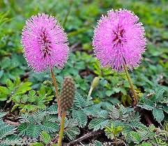 Purple Mimosa Pudica Flower Seeds – Heirloom, Non-GMO, High Germination Organic Garden Seeds for Planting Seeds for Planting