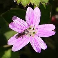 Pink Claytonia Sibirica Flower Seeds Heirloom Non-GMO High Germination Organic Garden Seeds for Planting