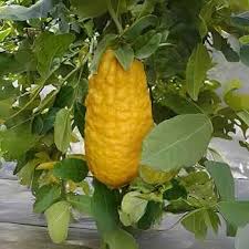 Citrus Medica CITRON or GIANT LEMON Tree Seeds – Heirloom Non-GMO High Germination Organic Garden Seeds