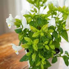 Torenia Flower Seeds White Heirloom Non-GMO High Germination Organic Garden Seeds for Planting