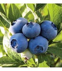 Rabbiteye Blueberries Fruit Seeds for Planting – Heirloom Non-GMO High Germination Organic Garden Seeds