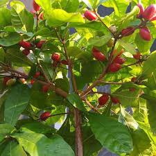 Miracle Berry Fruit Seeds for Planting – Heirloom Non-GMO High Germination Organic Garden Seeds for Sweet Flavor-Changing Fruit Plants