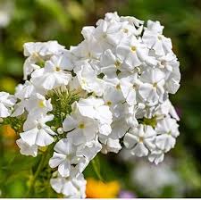 Phlox Flower Seeds White Mix – Heirloom Non-GMO High Germination Organic Garden Seeds
