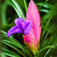 Pink Bromeliad Tillandsia Flower Seeds Heirloom Non-GMO High Germination Organic Garden Seeds for Planting