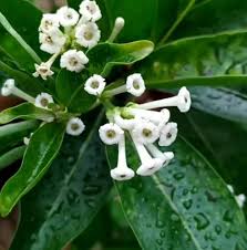 White Cestrum Diurnum Flower Seeds – Heirloom, Non-GMO, High Germination Organic Garden Seeds for Planting