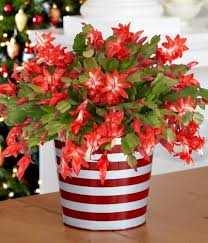 Red Schlumbergera Flower Seeds for Planting Heirloom Non-GMO High Germination Organic Garden Seeds