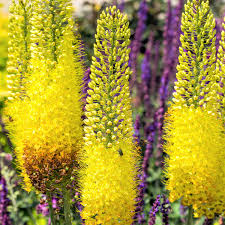 Eremurus Stenophyllus Yellow Flower Seeds – Heirloom Non-GMO High Germination Organic Seeds