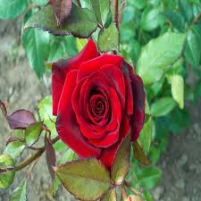 Rose Petal Seeds Red for Planting – Heirloom, Non-GMO, High Germination Organic Garden Seeds