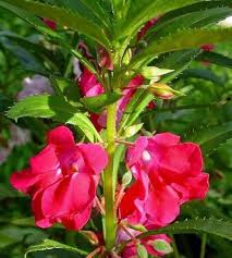 Balsam Flower Seeds Red – Heirloom, Non-GMO, High Germination Organic Garden Seeds for Planting