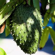 Army Green Graviola Soursop Fruit Seeds for Planting – Heirloom Non-GMO High Germination Organic Garden Seeds for Tropical Fruit Seeds for Planting