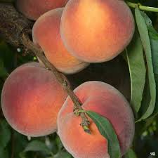 Arctic Supreme Peach Fruit Seeds for Planting – Pack for Sweet, Juicy Peaches, Heirloom &amp; Non-GMO Seeds for Home Garden High Germination Organic Garden Seeds
