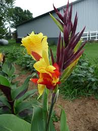 Yellow Red Cleopatra Flower Seeds – Heirloom Non-GMO High Germination Organic Garden Seeds
