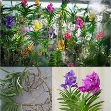 Nicotiana Flower Seeds Mixed – Heirloom, Non-GMO, High Germination Organic Garden Seeds for Planting