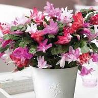 Schlumbergera Blumensamen zum Pflanzen – Alte Sorte, gentechnikfrei, hohe Keimrate, Bio-Gartensamen