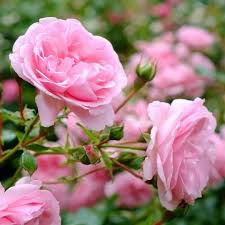 Semillas de flor Rosa Multiflora rosada – Cimarrón, sin OGM, semillas orgánicas de alta germinación para plantar en el jardín
