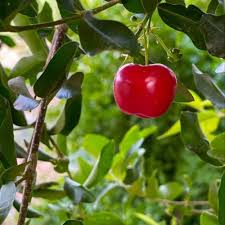 Barbados Cherry Seeds Red – Heirloom, Non-GMO, High Germination Organic Garden Seeds for Planting Seeds for Planting