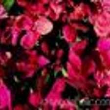 Semillas de flores de alhelí rosa – cimiente, sin OMG, alta germinación, semillas de jardín orgánicas para plantar